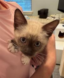 Shelter Stray Female Cat last seen NORTHGATE BLVD/ DEL PASO RD, 95834, 3839 Bradshaw Rd, Sacramento, CA 95827, USA