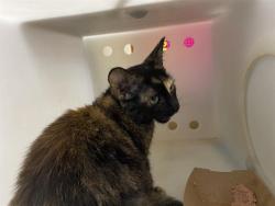 Shelter Stray Female Cat last seen Near BLOCK N 83RD ST, 3839 W Burnham St, West Milwaukee, WI 53215, USA