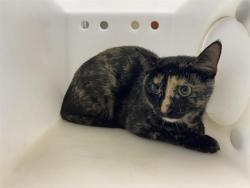 Shelter Stray Female Cat last seen Near BLOCK S 23RD ST, 3839 W Burnham St, West Milwaukee, WI 53215, USA