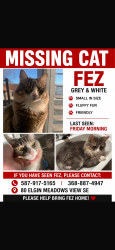 Lost Male Cat last seen Sobeys, Calgary, AB T2Z 0E9