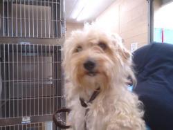 Shelter Stray Male Dog last seen H ST TROLLEY, 130 Beyer Way, Chula Vista, CA 91911, USA