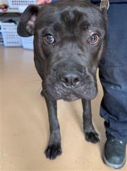 Shelter Stray Male Dog last seen Near BLOCK RANGER RD, 130 Beyer Way, Chula Vista, CA 91911, USA