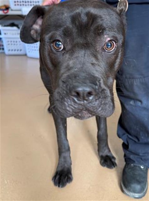 Shelter Stray Male Dog last seen Near BLOCK RANGER RD, 130 Beyer Way, Chula Vista, CA 91911, USA