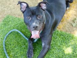 Shelter Stray Male Dog last seen Near BLOCK S ADAMS ST, TALLAHASSEE FL 32301, 1125 Easterwood Dr, Tallahassee, FL 32311, USA