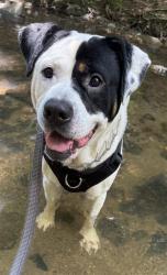 Shelter Stray Male Dog last seen CHARLOTTE, 8315 Byrum Dr, Charlotte, NC 28217, USA