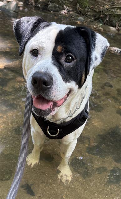 Shelter Stray Male Dog last seen CHARLOTTE, 8315 Byrum Dr, Charlotte, NC 28217, USA