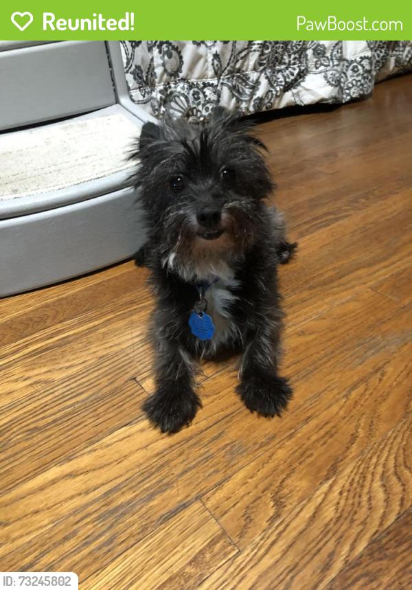 Reunited Unknown Dog last seen Pasadena Christian School, Pasadena, CA 91104