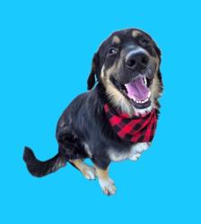 Shelter Stray Male Dog last seen JENKINS RD, BAKERSFIELD CA 93314, 3951 Fruitvale Ave, Bakersfield, CA 93308, USA