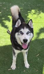 Shelter Stray Male Dog last seen , 1850 W 60th St, Los Angeles, CA 90047, USA