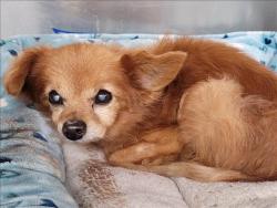 Shelter Stray Male Dog last seen , 1850 W 60th St, Los Angeles, CA 90047, USA