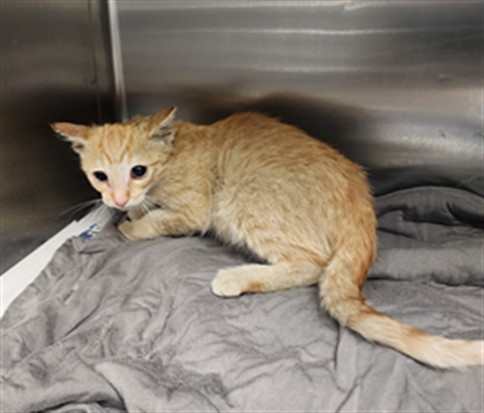 Shelter Stray Male Cat last seen , 11361 W Pico Blvd, Los Angeles, CA 90064, USA