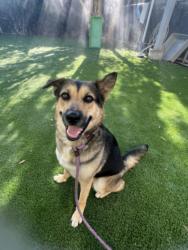 Shelter Stray Female Dog last seen , 1850 W 60th St, Los Angeles, CA 90047, USA