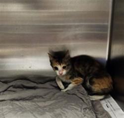 Shelter Stray Female Cat last seen , 11361 W Pico Blvd, Los Angeles, CA 90064, USA