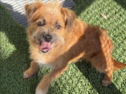 Shelter Stray Female Dog last seen , 1850 W 60th St, Los Angeles, CA 90047, USA