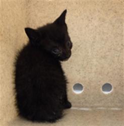 Shelter Stray Male Cat last seen N CR 426 GENEVA, 232 Eslinger Way, Sanford, FL 32773, USA
