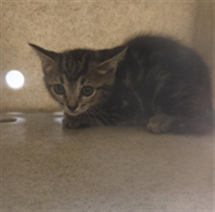 Shelter Stray Male Cat last seen N CR 426 GENEVA, 232 Eslinger Way, Sanford, FL 32773, USA