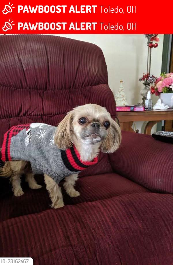 Lost Female Dog last seen Oakdale and Lebanon, Toledo, OH 43605