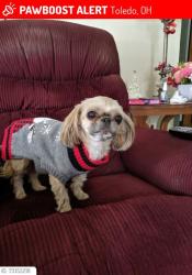 Lost Female Dog last seen Oakdale and Lebanon, Toledo, OH 43605