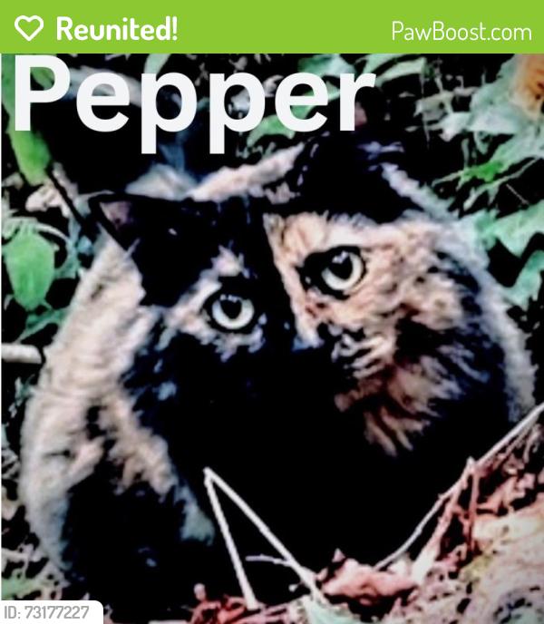 Reunited Female Cat last seen 8th & Pear, Olympia, WA 98501