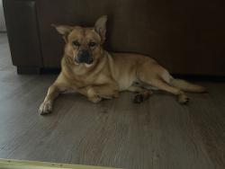 Reunited Male Dog last seen Farmington Blvd, Tampa, FL 33625