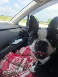 Lost Female Dog last seen Rt. 50 and rt26, Tunnelton, WV 26444