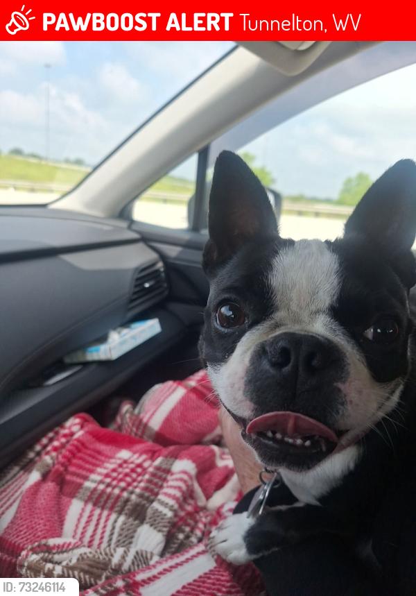 Lost Female Dog last seen Rt. 50 and rt26, Tunnelton, WV 26444