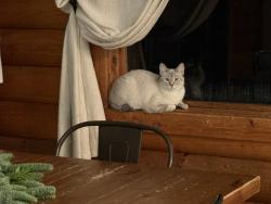 Lost Female Cat last seen Oak View Ct and Bretzke, New Braunfels, TX 78132