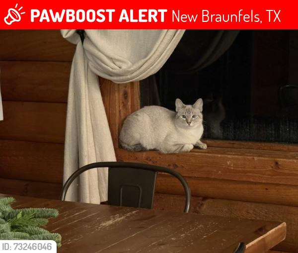 Lost Female Cat last seen Oak View Ct and Bretzke, New Braunfels, TX 78132