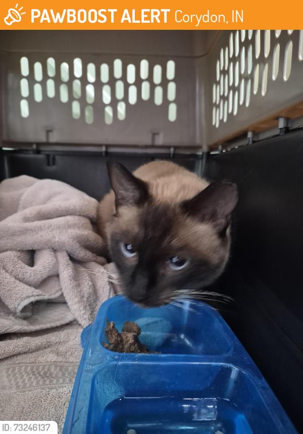 Found/Stray Female Cat last seen Old forest rd, Corydon, IN 47112