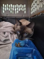 Found/Stray Female Cat last seen Old forest rd, Corydon, IN 47112