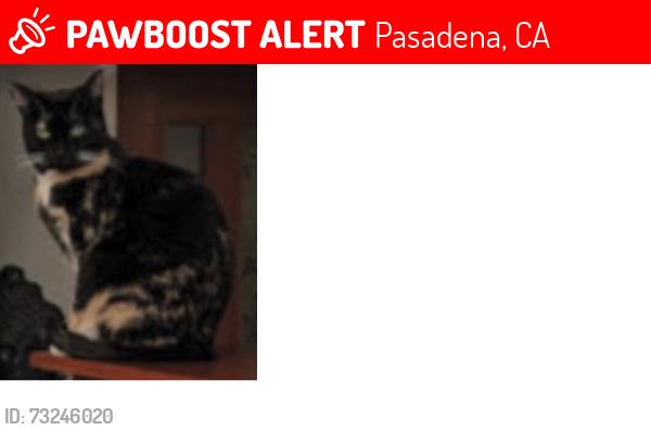 Lost Female Cat last seen Hastings Library, Pasadena, Pasadena, CA 91107