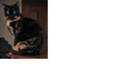 Lost Female Cat last seen Hastings Library, Pasadena, Pasadena, CA 91107