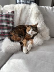 Lost Female Cat last seen Claremont & Mendham Rd, Bernardsville, NJ 07924