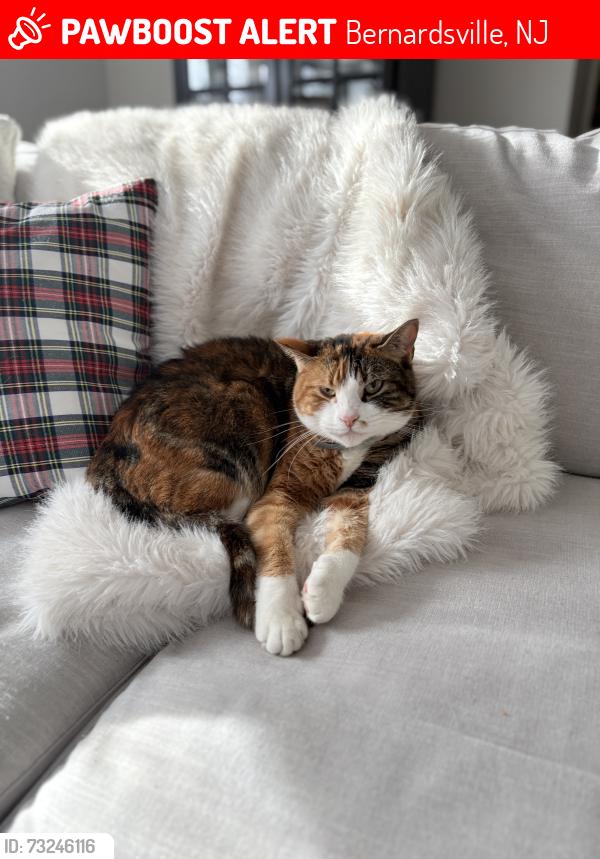 Lost Female Cat last seen Claremont & Mendham Rd, Bernardsville, NJ 07924