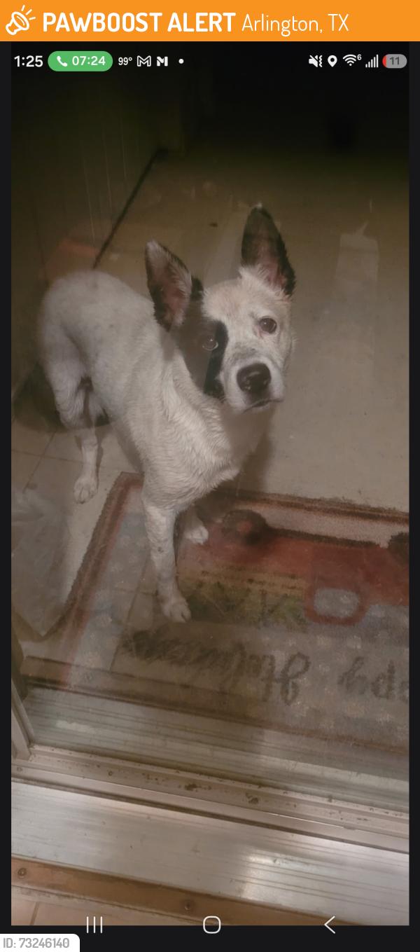 Found/Stray Male Dog last seen Green oaks and collins, Arlington, TX 76018