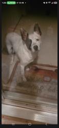 Found/Stray Male Dog last seen Green oaks and collins, Arlington, TX 76018