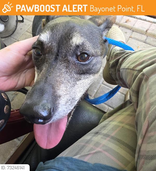 Found/Stray Female Dog last seen Queens Rd, Bayonet Point, FL 34668