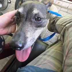 Found/Stray Female Dog last seen Queens Rd, Bayonet Point, FL 34668