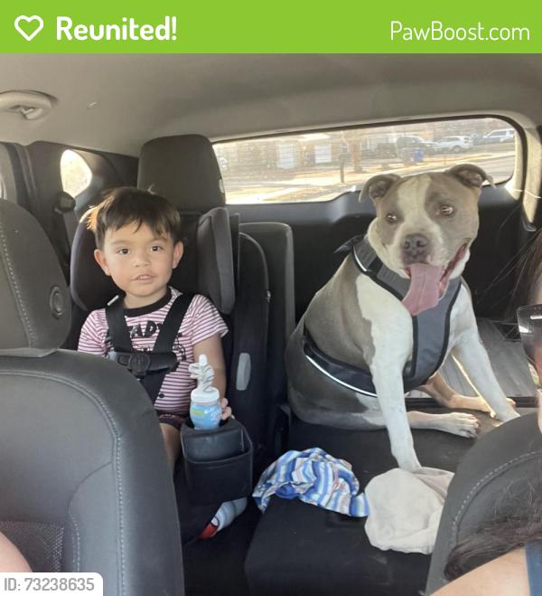 Reunited Female Dog last seen San Jose and Lomaland, El Paso, TX 79907