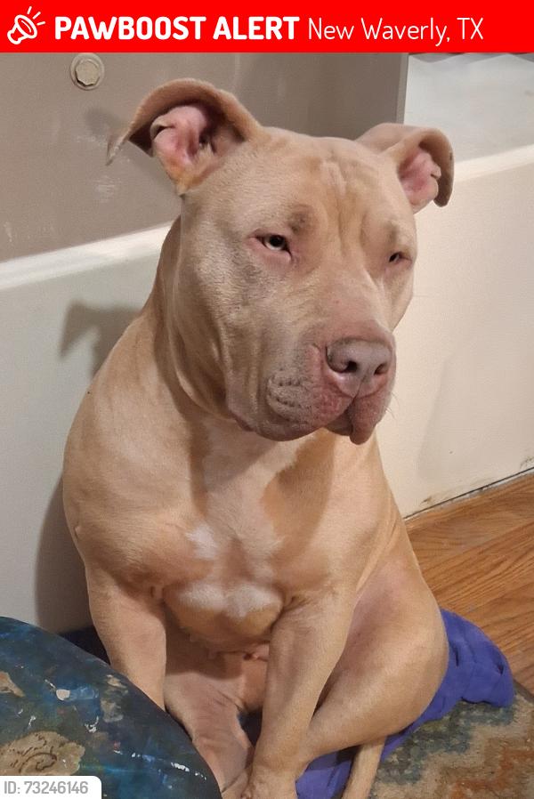 Lost Female Dog last seen Service rd 204 and 1375, New Waverly, TX 77358
