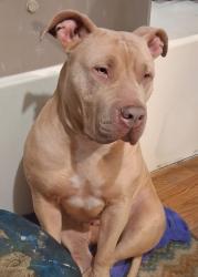 Lost Female Dog last seen Service rd 204 and 1375, New Waverly, TX 77358