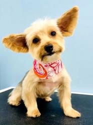 Lost Female Dog last seen Shoup and Napa, Los Angeles, CA 91304