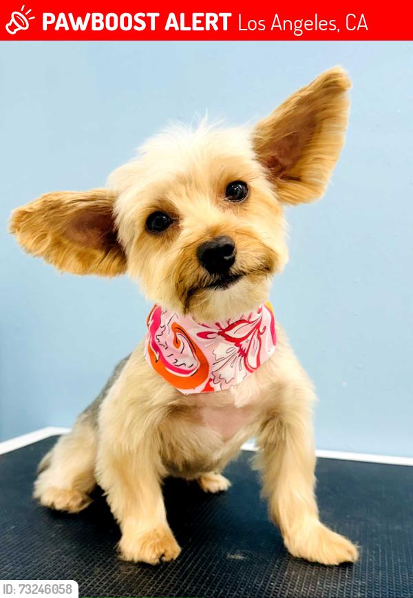 Lost Female Dog last seen Shoup and Napa, Los Angeles, CA 91304