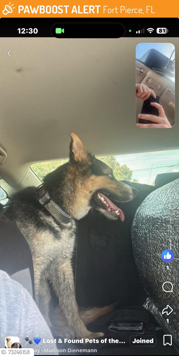 Found/Stray Male Dog last seen Angle, Fort Pierce, FL 34950