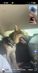 Found/Stray Male Dog last seen Angle, Fort Pierce, FL 34950