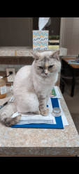 Lost Female Cat last seen 70th Street, between Howard & Leavenworth, Omaha, NE 68106