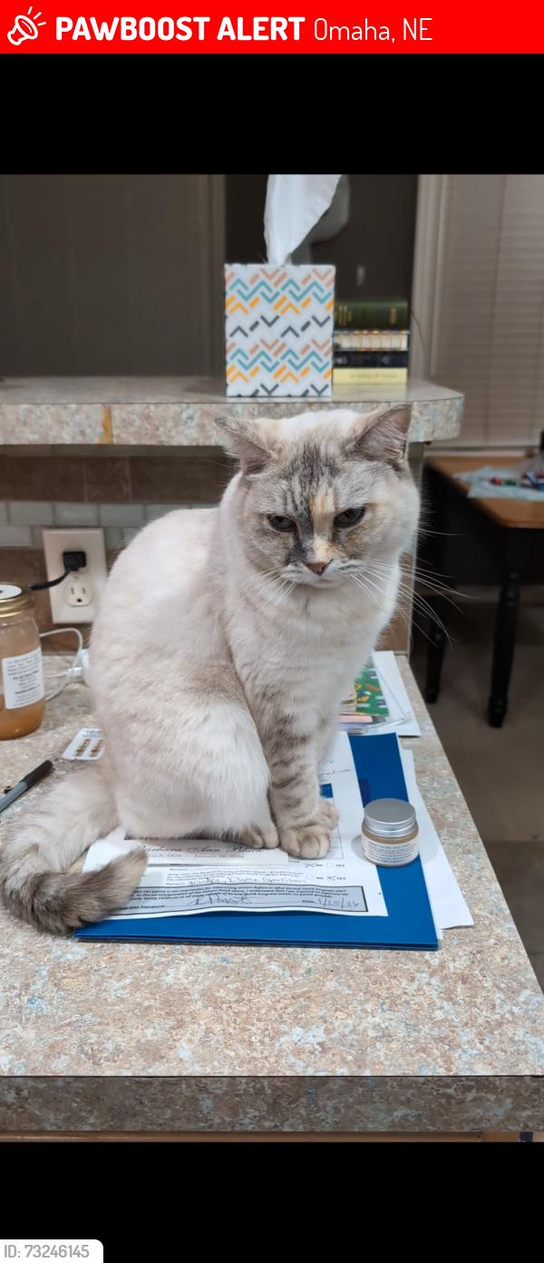 Lost Female Cat last seen 70th Street, between Howard & Leavenworth, Omaha, NE 68106
