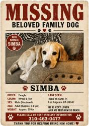 Lost Male Dog last seen Denker and 59th pl, Los Angeles, CA 90047