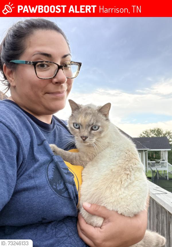 Lost Female Cat last seen Near Brady Drive, Harrison, TN 37341, Harrison, TN 37341