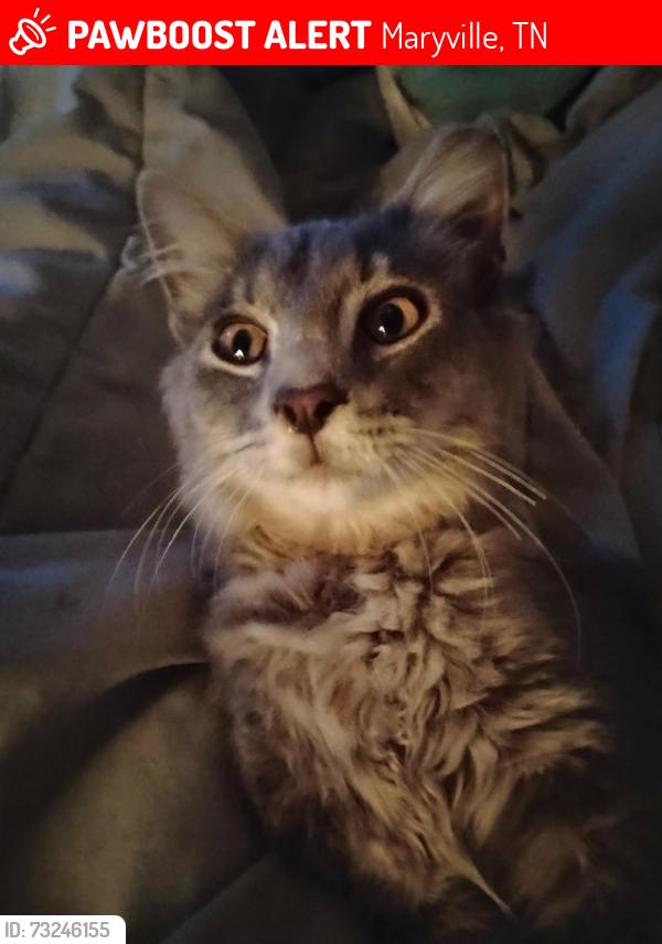 Lost Male Cat last seen Middlesettlements, Maryville, TN 37801